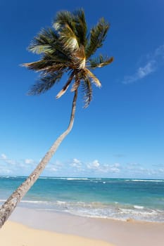 long palm tree on a carabean beach in summer