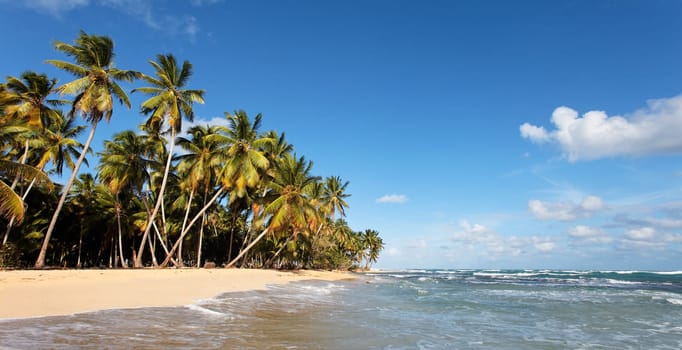 beautiful carabean beach with palm trees and blue sky