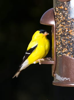 Bright yellow goldfinch eating from the opening in a modern bird feeder with very dark out of focus background