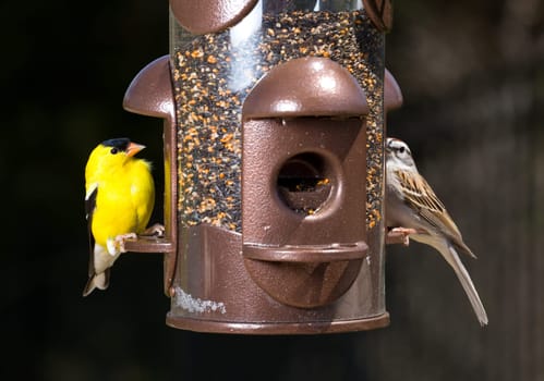 Bright yellow goldfinch eating from the opening in a modern bird feeder with very dark out of focus background