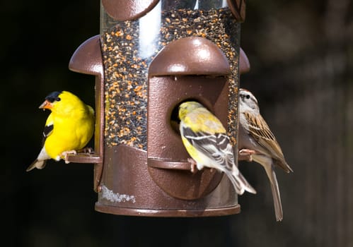 Bright yellow goldfinch eating from the opening in a modern bird feeder with very dark out of focus background