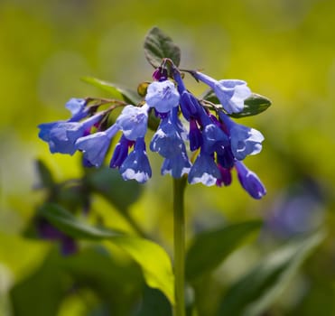 Fresh wild bluebells in a forest in the spring as the blooms start to blossom