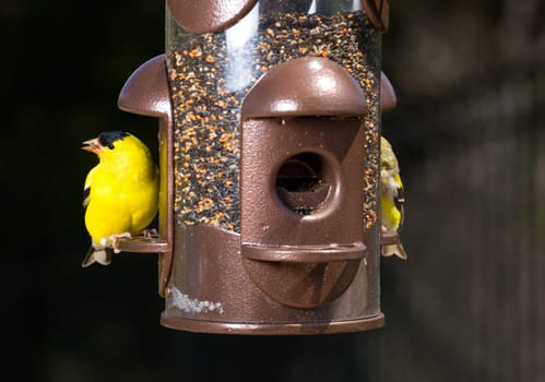 Bright yellow goldfinch eating from the opening in a modern bird feeder with very dark out of focus background