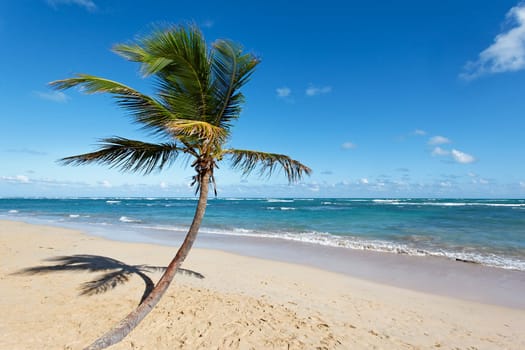 palm tree on a beach with ocean and sky