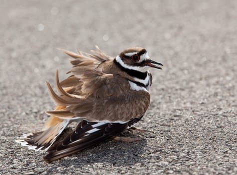 Killdeer birds lay their eggs on the ground by the side of roads and display an aggressive posture to ward of any dangerous animals