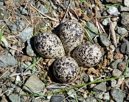 Killdeer birds lay their eggs on the ground by the side of roads and the eggs hatch into fully capable chicks