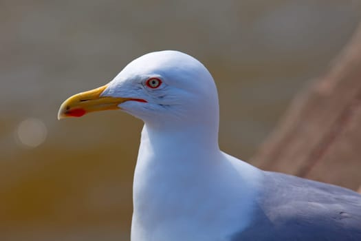 portrait of a seagull with brown background