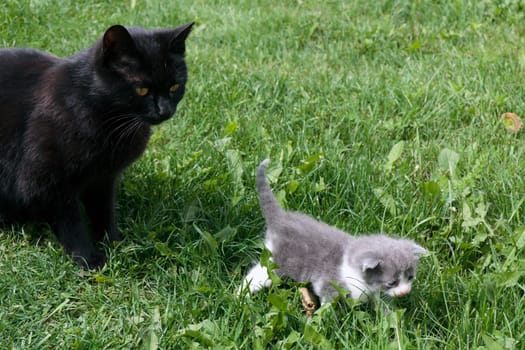 Black cat with baby