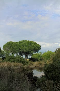 Biotope in Maremma
