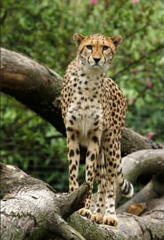 Cheetah