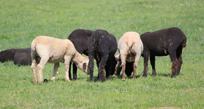 Herd of white and black sheeps eating the grass in a meadow