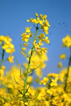 Close up of yellow colza flower with insects around by beautiful weather