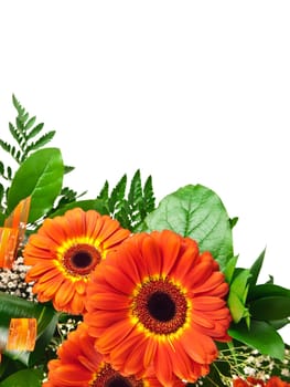 bouquet of gerberas with green leaves over white background, copyspace