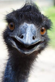 curious emu