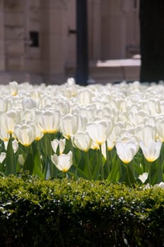 Tulips in Chicago