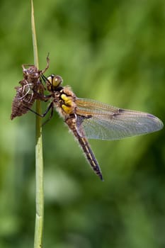Four-spotted dragonfly