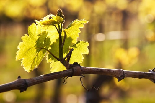 Fresh shoot on the vine