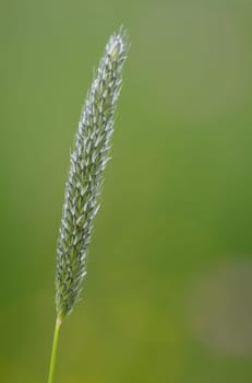 Grasses