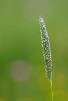 Grasses