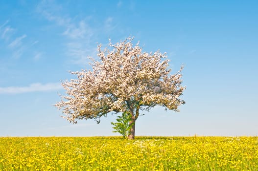 Apple blossom