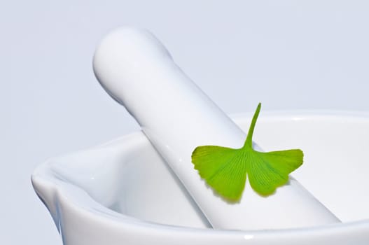Ginkgo with mortar