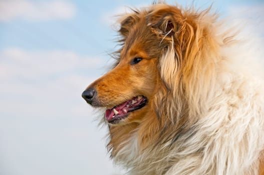 Collie close-up head