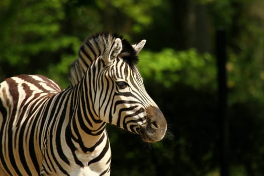 Zebra