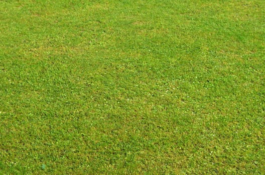 Grass (football field)