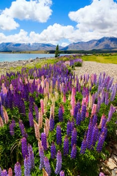 Field of lupin wildflowers on the shore of lake Tekapo in New Zealand