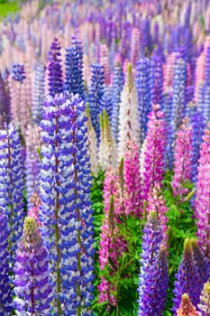 A field of lupin wildflowers in New Zealand