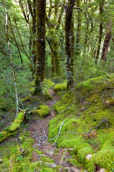Vibrant green beech forest and moss along a trail