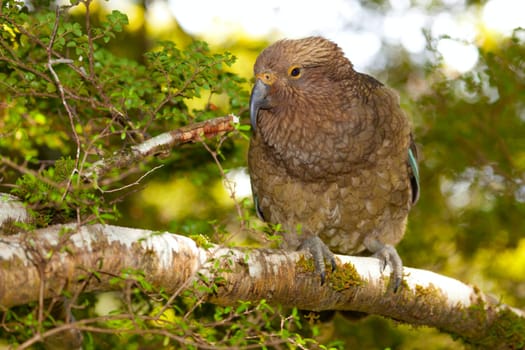 Closeup image of a Kea mountain parrot in New Zealand