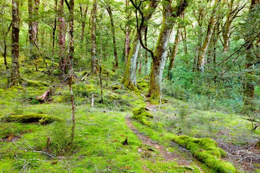 Vibrant green beech forest and moss along a trail