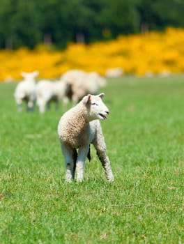 Image of sheep grazing in the fields of New Zealand