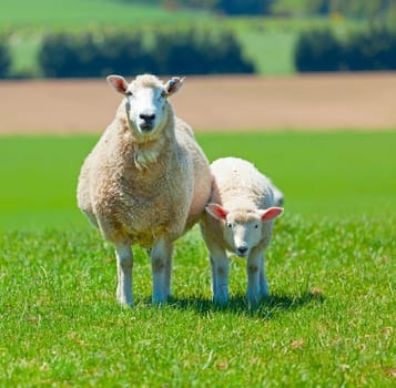 Image of sheep grazing in the fields of New Zealand
