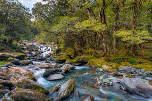 A mountain stream rushing through a beech tree forest
