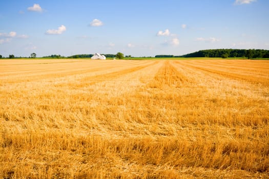 Harvested wheat field in a farm in Central Indiana