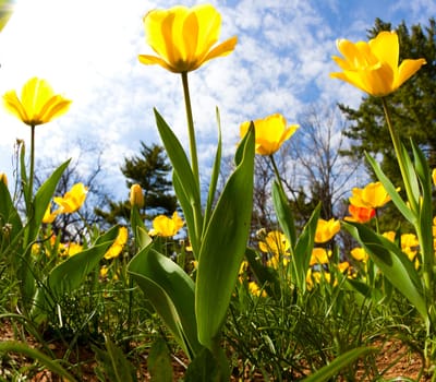 Flower bed with beautiful yellow tulips against sunny sky