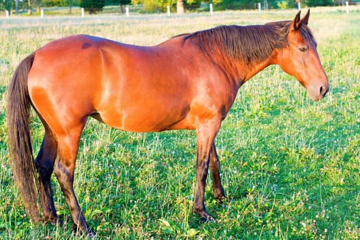 Beautifully groomed horse on a farm in Central Indiana