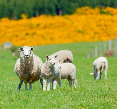 Image of sheep grazing in the fields of New Zealand