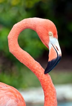 Fresh image of a pink flamingo.