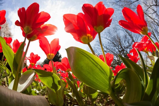 Red tulips with sunny skies in the backdrop