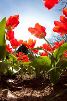Red tulips with sunny skies in the backdrop
