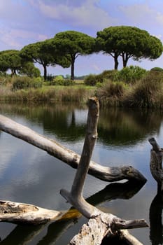 The Maremma near Grosseto