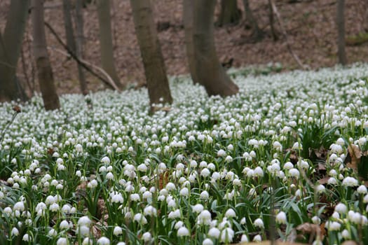Märzenbecher in Saxony-Anhalt