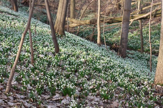 Märzenbecher in Saxony-Anhalt