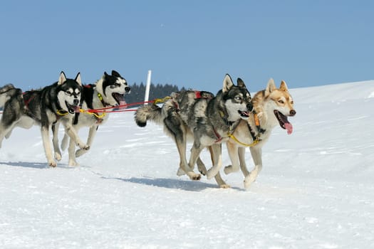 Sportive dogs are running in the snow, mountain in winter