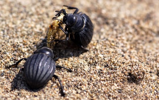 The big food [Pimelia bipunctata]