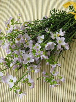 meadowfoam,meadow foam,cardamine pratensis,wild herbs,collecting,wild vegetables,wild,herbs,meadow flower,medicinal plant,wild cress,spring cure,edible flowers,cuckoo flower,wild herb cuisine,meadow cress,meadow cress,ostrich,shrubs