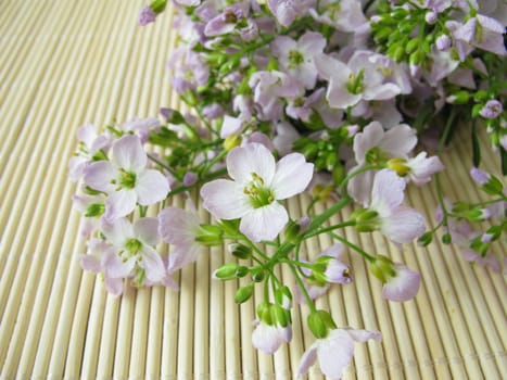 meadowfoam,meadow foam,cardamine pratensis,wild herbs,collecting,wild vegetables,wild,herbs,meadow flower,medicinal plant,wild cress,spring cure,edible flowers,cuckoo flower,wild herb cuisine,meadow cress,meadow cress,ostrich,shrubs